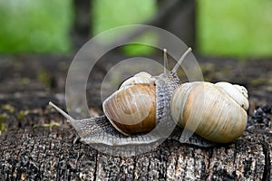 Two snails in the garden