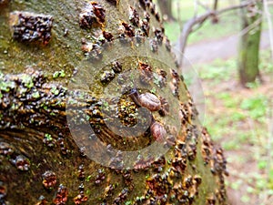 Two Snails glide along a wet tree trunk after rain.Snails with a brown striped shell