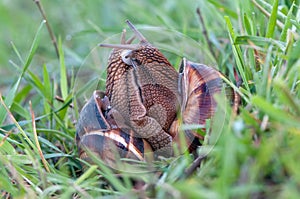 Two snails Helix pomatia mate for procreation