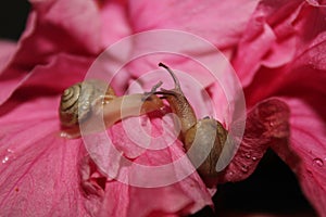 Two Snails on a Hibiscus flower