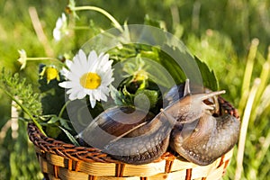 Two snails hug in basket