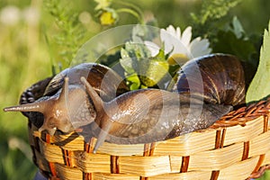 Two snails hug in basket