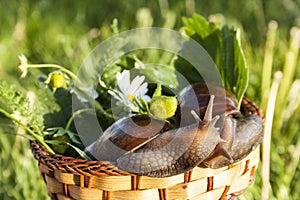 Two snails hug in basket