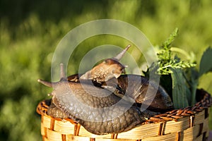 Two snails hug in garden
