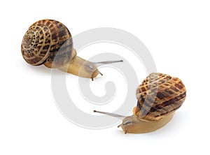 Two snails isolated