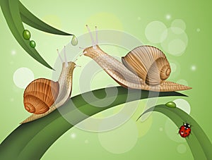 Two snails on the leaves