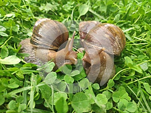 two snails in love kiss with their antennae. large achatina snails on the green grass. Giant African Land Snail
