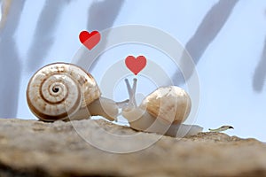 Two snails in love meet at the agreed place