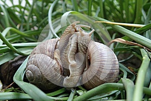 Two snails mating in my garden