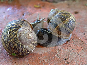 Two snails merge