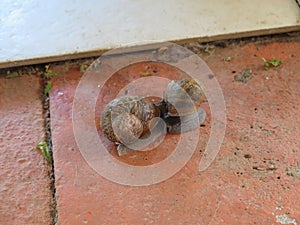 Two snails merge