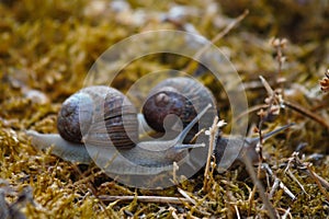 Two Snails on the Moss