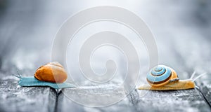 Two snails moving away from each other on a wooden background, social distance concept.