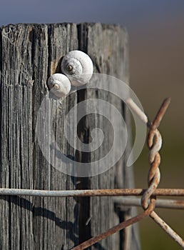 Two snails on post of barbed wire fence.