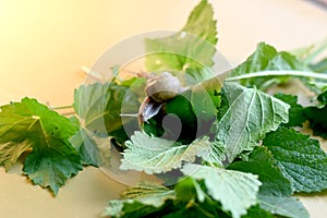 Two snails with shells are crawling over the leaves.