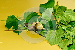 Two snails with shells on their backs are crawling over wide green leaves.