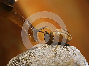 Two snails, spiral shell, beautiful escargots, steam clams, pair of brown snails.