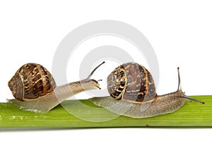 Two snails on a stem