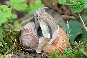 Two snails in tight connection