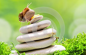 Two snails on top of pile of pebbles fight for first place