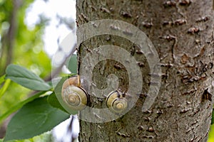 Two snails on tree trunk - close-up of gastropods on bark