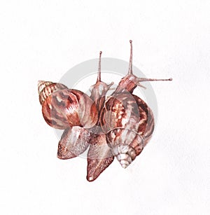 Two snails watercolor painting