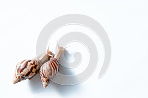Two snails on white background