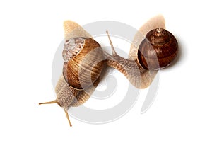 Two snails on a white background. Isolated. The concept of relationships, love