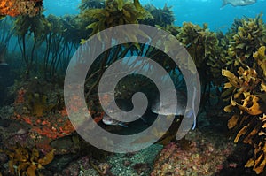 Two snappers among rocks covered with kelp