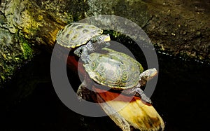 Two snapping turtles on log