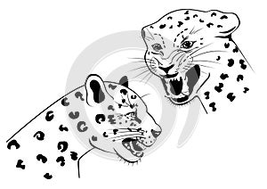 Two snarling leopard