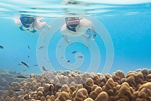 Two snorkelers discovering underwater life and corals, tropical snorkeling tour