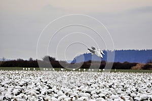 Two Snow Geese are Landing in this Massive Flock