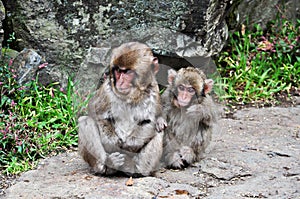 Two snow monkey babies, Jigokudani, Nagano