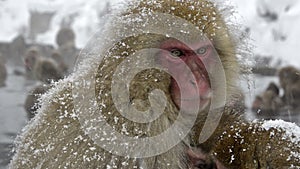 Two snow monkeys cuddling in the cold, Jigokudani, Nagano, Japan.