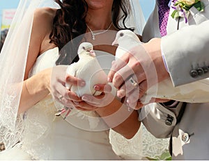 Dve holubica v ruky z novomanželia 