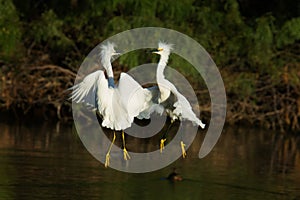 Two Snowy Egret Fight