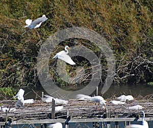 Two Snowy Egrets About to Land