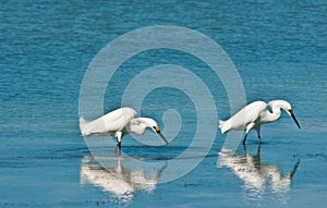 Two snowy egrets wading in search of food