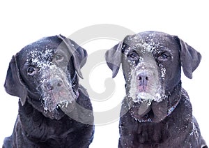 Two snowy labradors