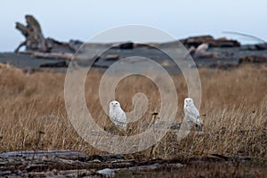 Two snowy owls on logs