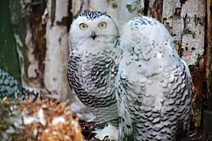 Two snowy owls in the woods