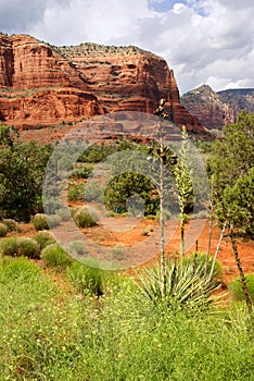 Two soaptree plants in Sedona