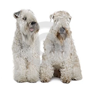 Two Soft-coated Wheaten Terriers, sitting