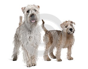 Two Soft-Coated Wheaten Terriers, standing