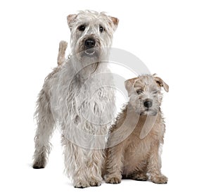 Two Soft-Coated Wheaten Terriers, standing