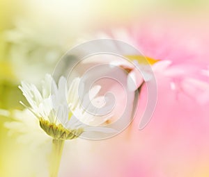 Two soft focus flowers in pink and green.