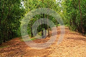 Two soil road have gone inside the village forest or jungle under blue sky