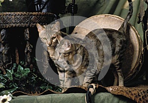 Two sokoke cat