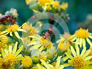 Two soldier beetles on top of each other on yellow flower outside in wild